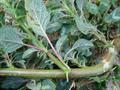 prickly amaranth , thorny amaranth